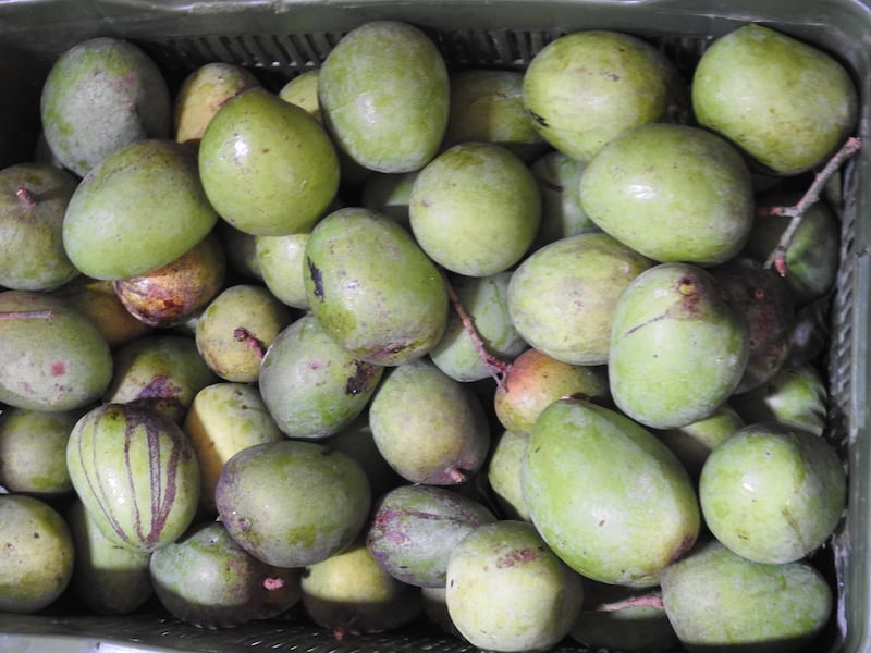 A retailer reports that Khan's mangoes are the most sought after in his store. Photo: Bindu Gopal Rao