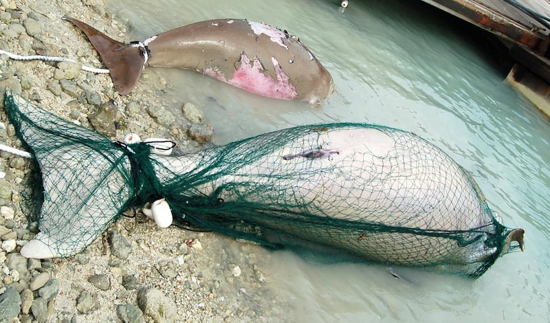 Some 80 dugongs have been killed due to illegal fishing practices in Abu Dhabi over the past four years. Courtesy EAD    