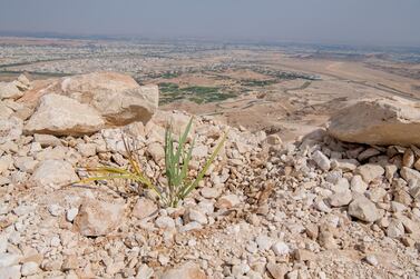 Dwarf palms are considered the rarest and most threatened plant in Abu Dhabi. Courtesy: Environment Agency Abu Dhabi 