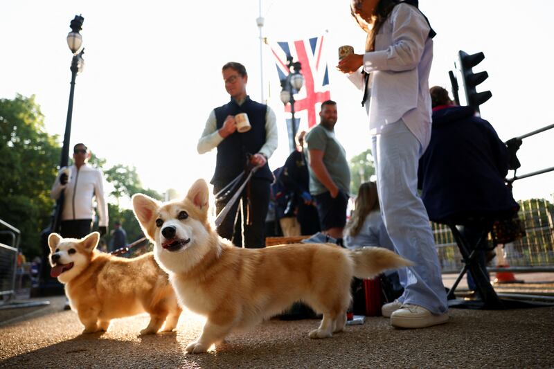 A man walks his corgis Chuckles and Bunting down The Mall during the celebrations. Reuters