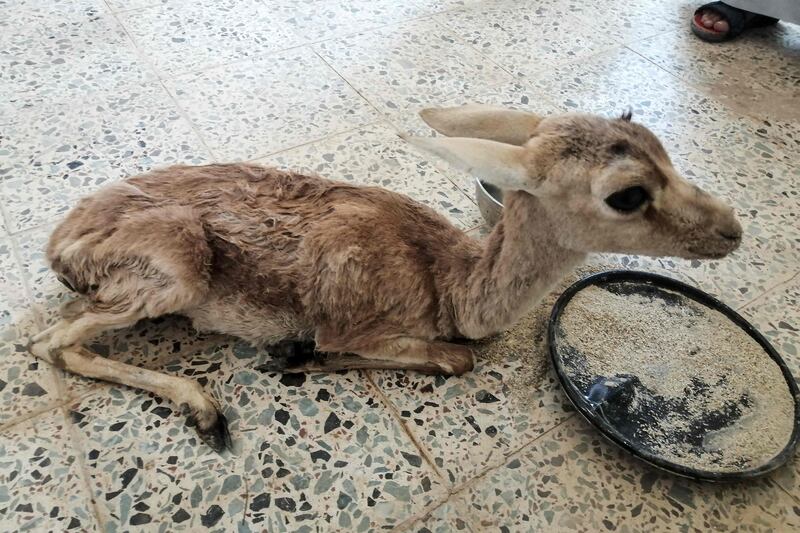 A young Rhim gazelle receiving medical care at the centre.  