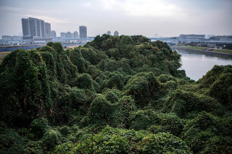 A man-made island that has been left untouched is now completely covered in foliage in Tokyo, Japan. Getty Images