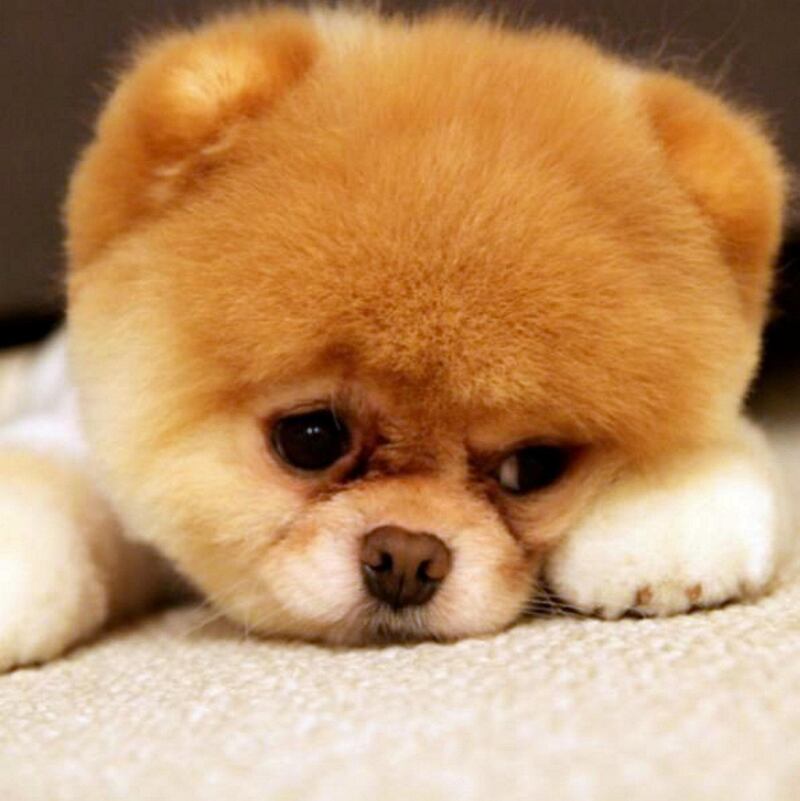 The World's Cutest Dog: Wikipedia