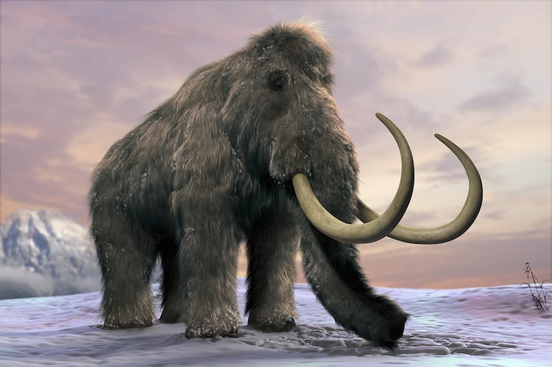   The woolly mammoth (Mammuthus primigenius), or tundra mammoth. (Getty Images) *** Local Caption ***  fo03au-woolly-mammoth.jpg