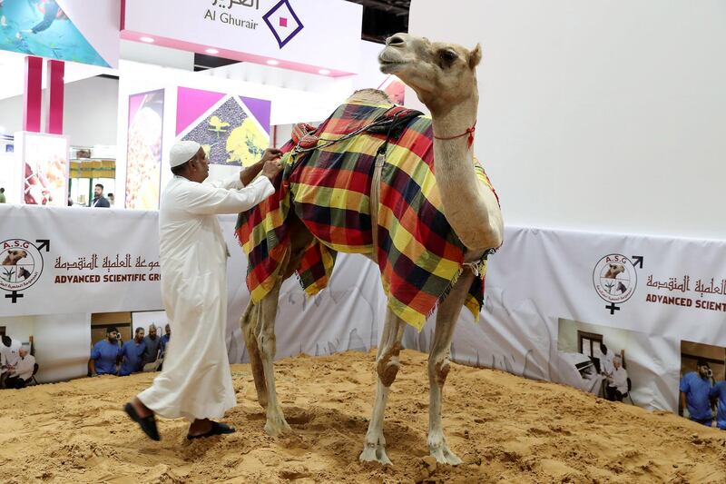 ABU DHABI ,  UNITED ARAB EMIRATES , SEPTEMBER 2 – 2019 :- Camel at the EuroTier Middle East animal farming exhibition held at ADNEC in Abu Dhabi. ( Pawan Singh / The National ) For News. Story by Daniel