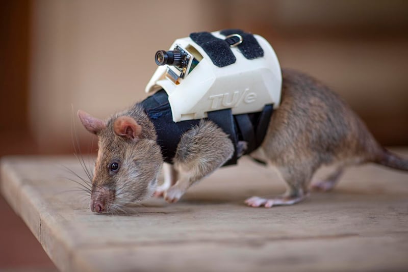 The rats' size, excellent sense of smell and adventurous spirit make them perfect for locating things in tight places. Photo: Apopo.