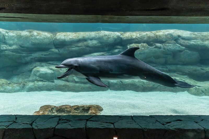 Dolphin shows will take place in the Tropical Ocean zone
