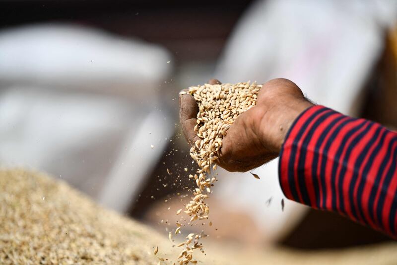 A farmer shows a handful of freshly harvested wheat.