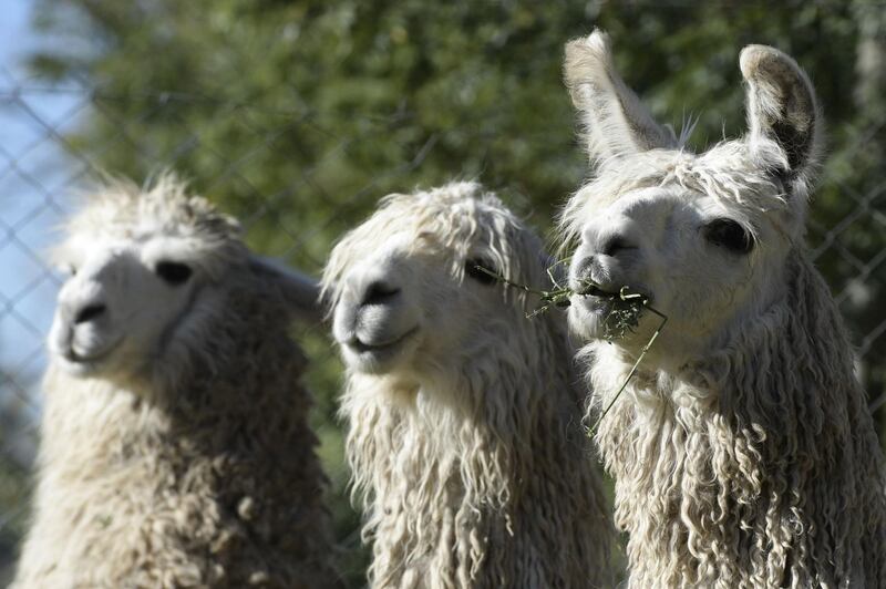 Llamas immunized with SARS CoV 2 protein eat at the experimental field of the INTA (National Agricultural Technology Institute) in Hurlingham, Buenos Aires, Argentina, on June 2, 2020.  "My whole life is a virus," summarizes Argentine researcher Viviana Parreno, leader of a scientific team that has found a way to neutralize them using nano-antibodies 'grown' in llamas, an experience that now seeks to be the key to fighting covid-19. / AFP / JUAN MABROMATA
