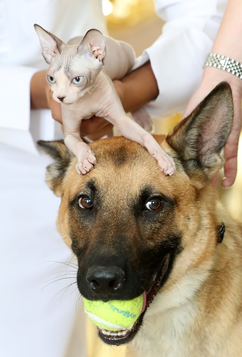 Denny with his new friend, sphinx cat Daemon. The German shepherd, 2, shares his new home in Al Barsha with three cats.