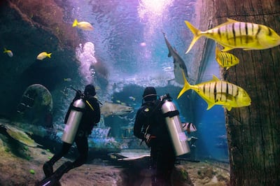 Dive with sharks at Abu Dhabi's National Aquarium