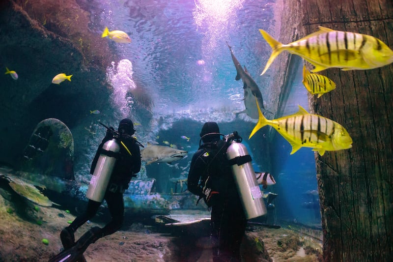 Dive with sharks at Abu Dhabi's National Aquarium. Photo: National Aquarium