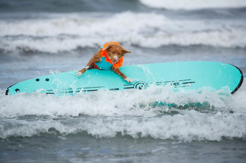 A dog tries to stay on his surfboard while competing at the 14th annual Helen Woodward Animal Center "Surf-A-Thon" where more than 70 dogs competed in five different weight classes for "Top Surf Dog 2019". Reuters