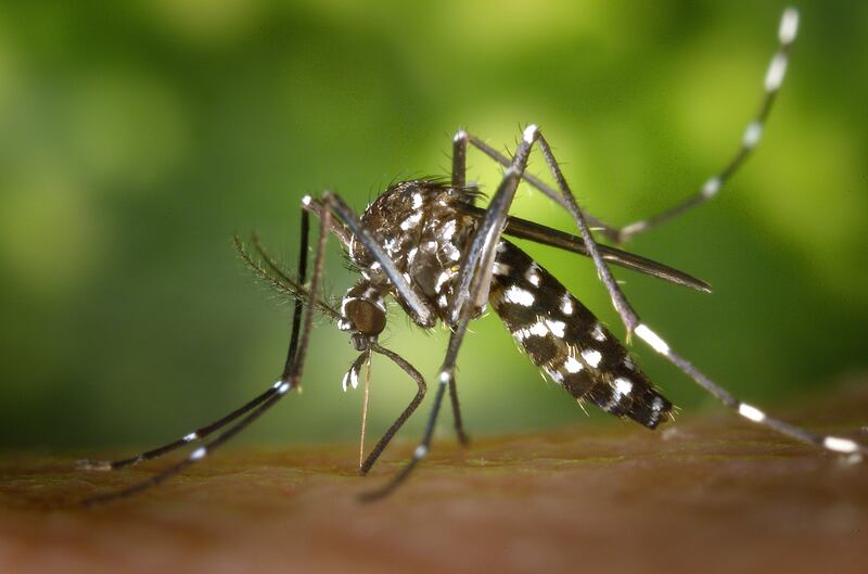 Efforts to stop the spread of malaria focus on mosquitoes, which carry the disease. AFP