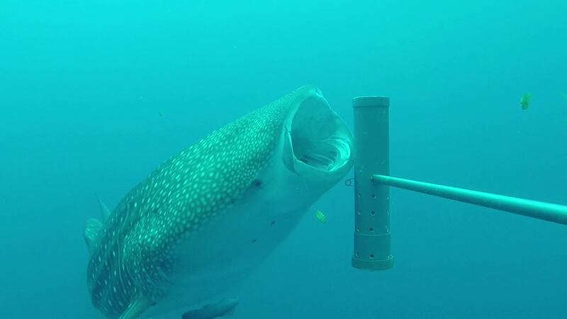 A Whale Shark in the British Indian Ocean Territory. Courtesy the Marine Futures Lab, University of Western Australia