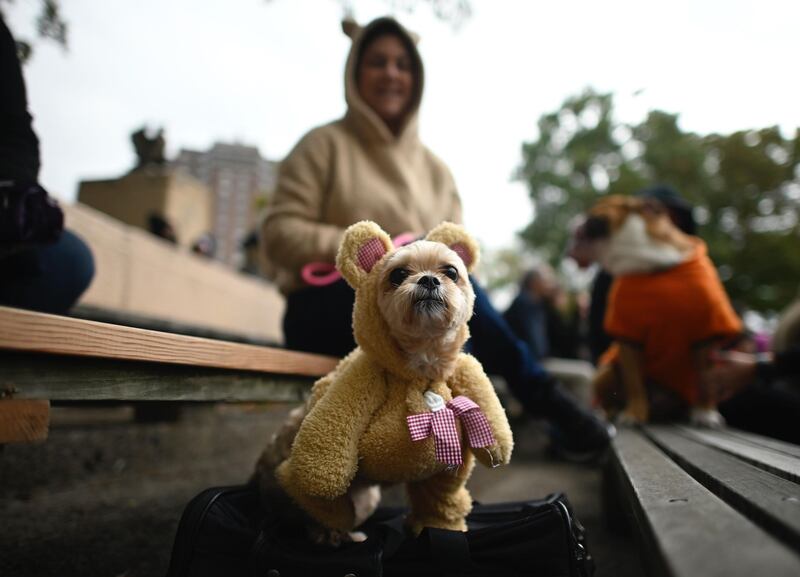 A dog dressed in a teddy bear costume attends the Tompkins Square Halloween Dog Parade in Manhattan in New York City. / AFP