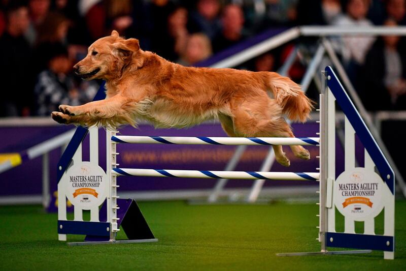 More dogs jumping: A dog competes in the Masters Agility Championship during the Annual Westminster Kennel Club Dog Show on February 8, 2020 in New York City. AFP