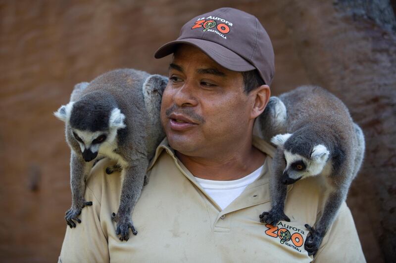 Zoo keeper Mario Antonio Chacon feeds lemurs at La Aurora Zoo in Guatemala City. AP Photo