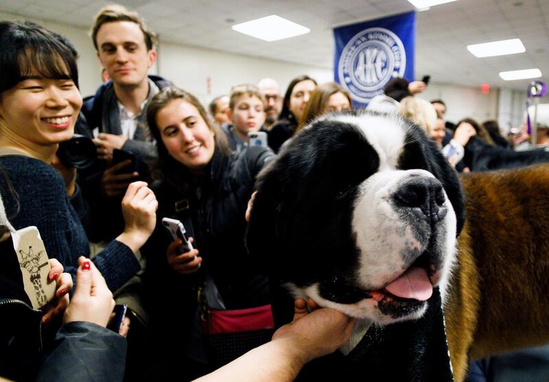 People pet a Saint Bernard named Aristo in the benching area before the start of the second night of the 2019 Westminster Kennel Club Dog Show. Photo: EPA