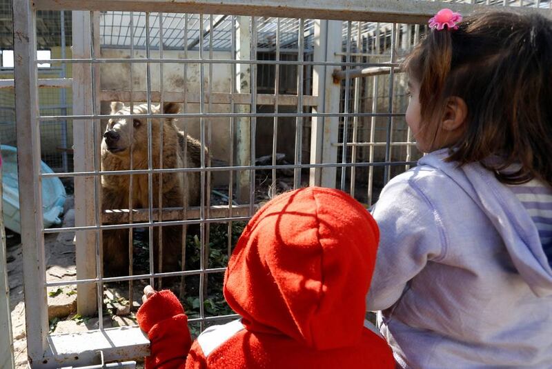 The bear in Nour Park,  one of only two animals left in the Mosul zoo, on February 2, 2017. Muhammad Hamed / Reuters 