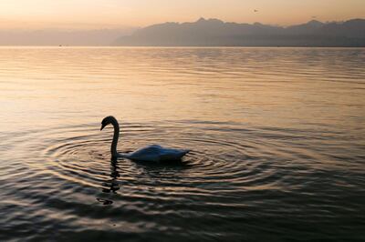 A swan makes its way on Lake Geneva at sunrise on August 30, 2017 in Rolle, western Switzerland. / AFP PHOTO / Fabrice COFFRINI