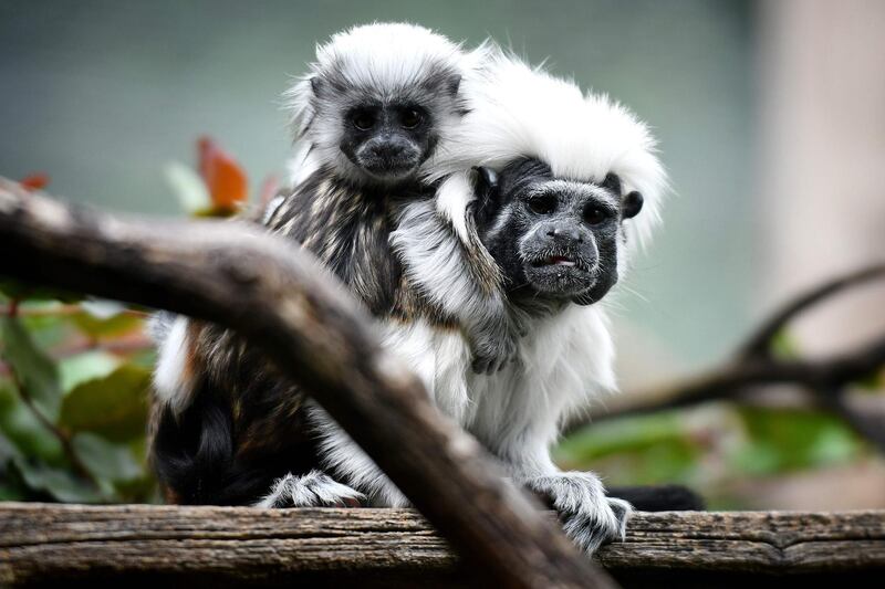 A newborn Oedipus Tamarin is pictured at the Bioparco zoo in Rome. AFP