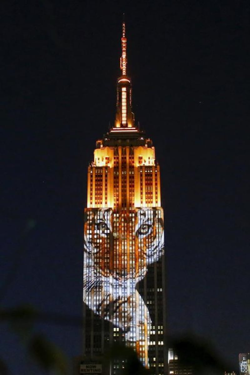 An image of an animal is projected onto the Empire State Building as part of an endangered species projection to raise awareness, in New York. Eduardo Munoz / Reuters