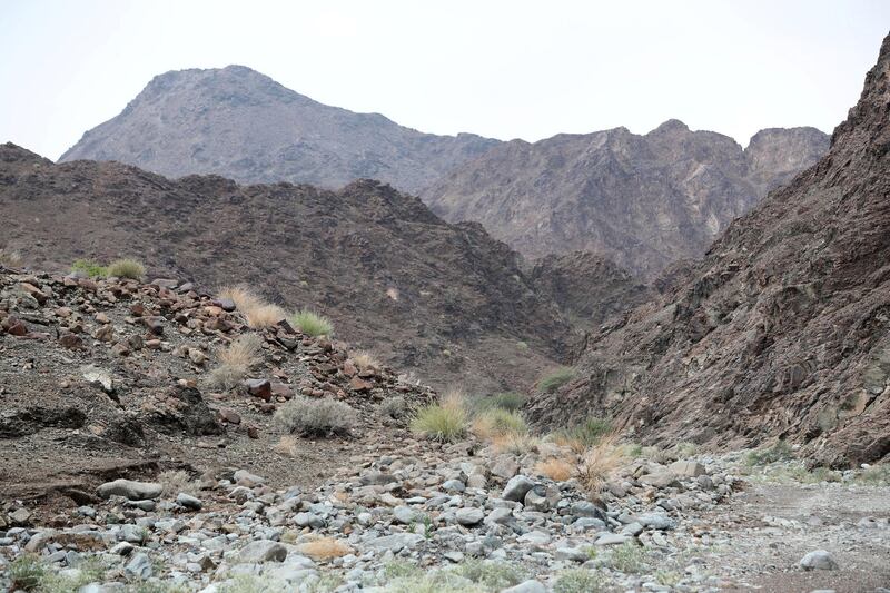 Ras Al Khaimah, United Arab Emirates - November 26, 2018: The remarkable plants of the Ru'us Al Jibbal and Hajjar Mountains are being recorded by botanist Marina Tsaliki for the RAK government before they are lost to quick paced development. Monday the 26th of November 2018 in Ras Al Khaimah. Chris Whiteoak / The National