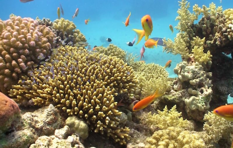 Fish on the reef, as seen from The Floating Seahorse properties. Courtesy The Heart of Europe 