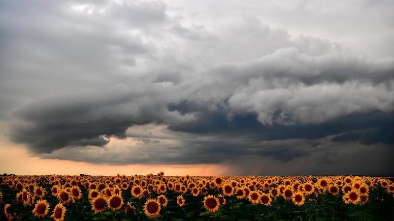 Storm clouds cover the sky above a sunflower field near Debrecen, more than 225 km east of Budapest, Hungary. EPA