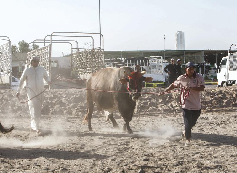 FUJAIRAH, UNITED ARAB EMIRATES- Unloading the bull for the fight at the Bull fighting in Fujairah corniche.  Leslie Pableo for The National