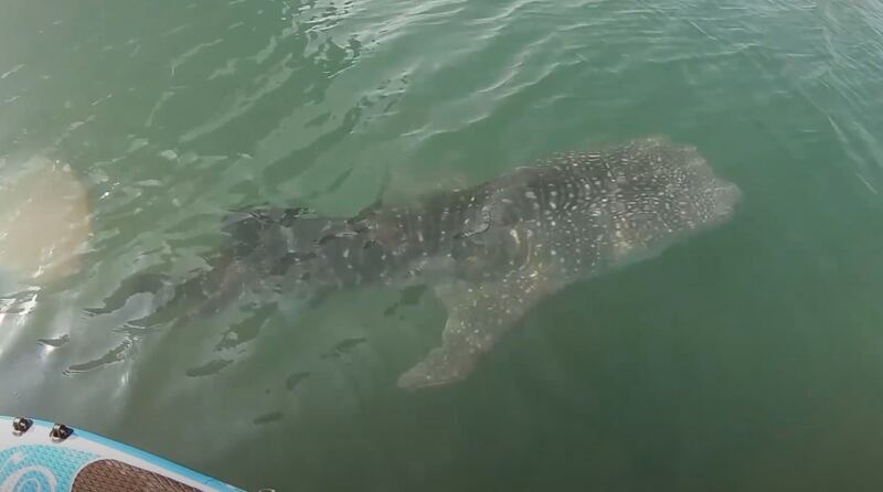 Paddling with a whale shark in Abu dhabi