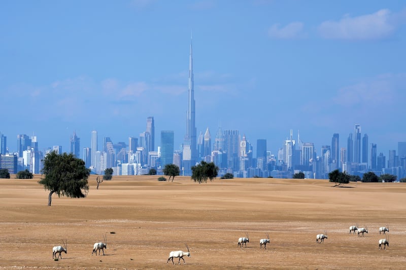 A flock of Arabian Oryx graze at a conservation area in front of the Dubai city skyline earlier this year. AP
