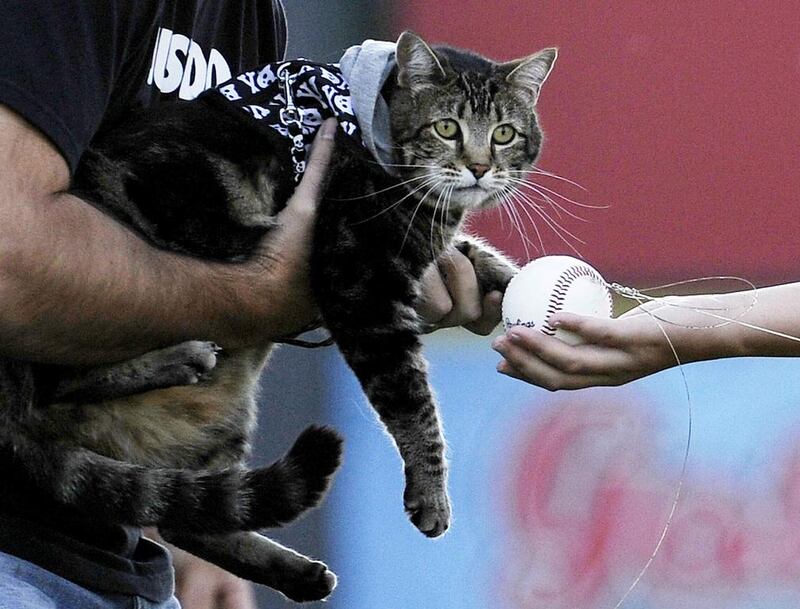 Hero cat Tara, with the help of her owner Roger Triantafilo, left,  “tosses” the first pitch prior to the start of a baseball game between Bakersfield Blaze and Lancaster JetHawks in Bakersfield, California on May 20, 2014. The cat saved Mr Triantafilo’s son Jeremy, 4, from a dog attack in the family’s driveway. Kevork Djansezian/Reuters