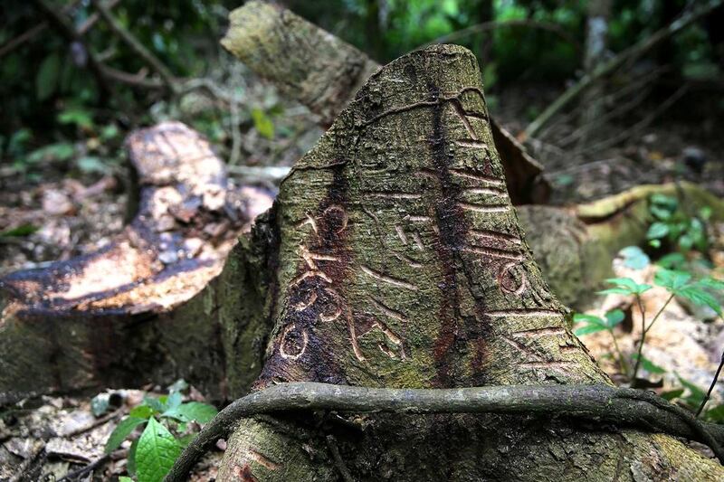 A tree trunk is carved with markings in an unreserved forest in the town of Igede in Nigeria’s southwest state of Ekiti. Akintunde Akinleye / Reuters