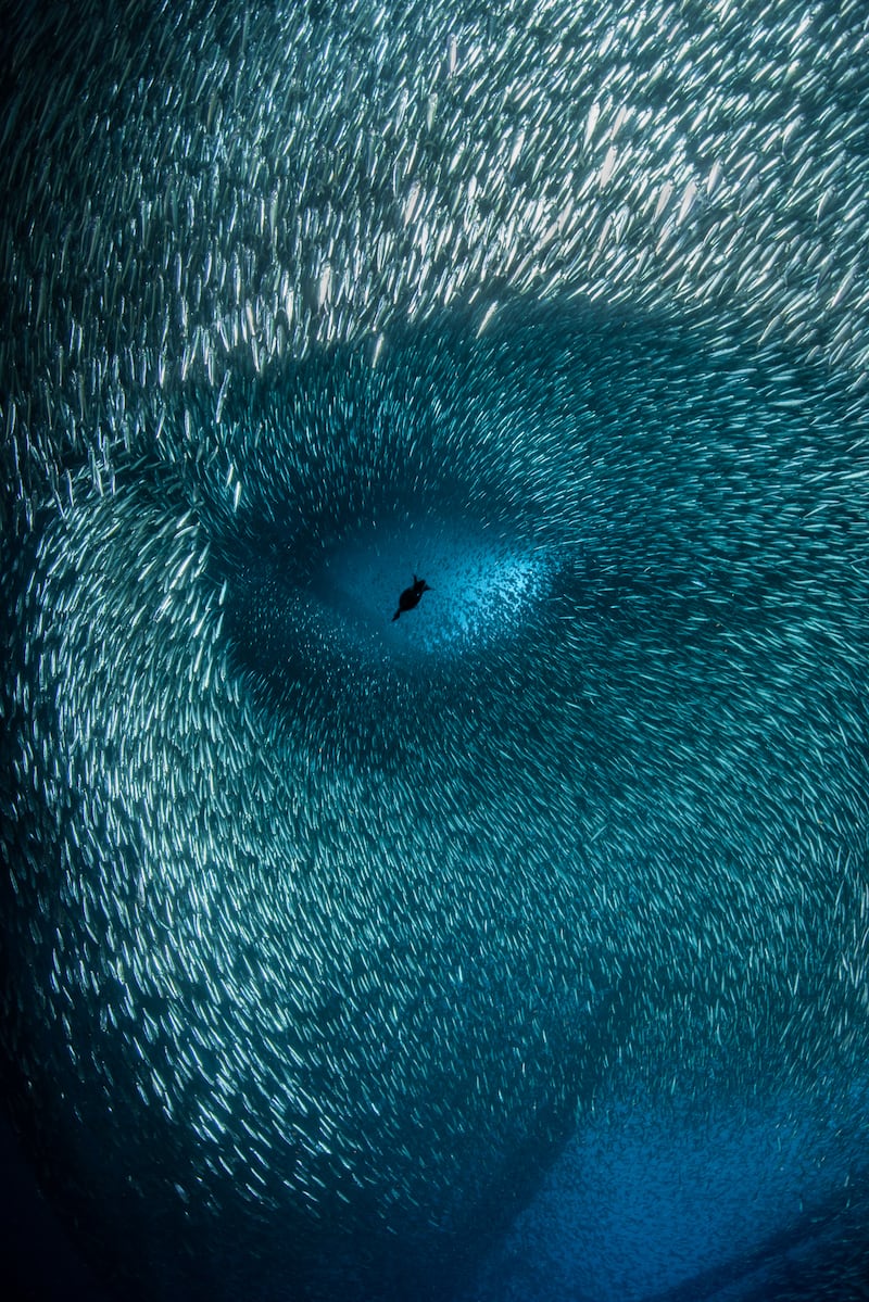 Third place overall, Brook Peterson, from the US. A cormorant dives through a huge school of baitfish, creating a series of shapes that mimic that of a human face. 