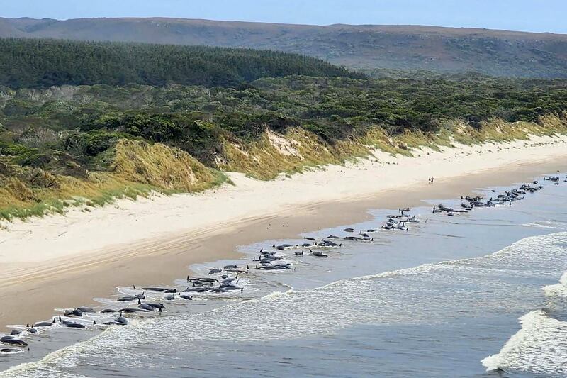 The carcasses of pilot whales beached near Macquarie Harbour, in Tasmania. 'A pod of approximately 230 whales has stranded,' the state's Department of Natural Resources and Environment said. AFP