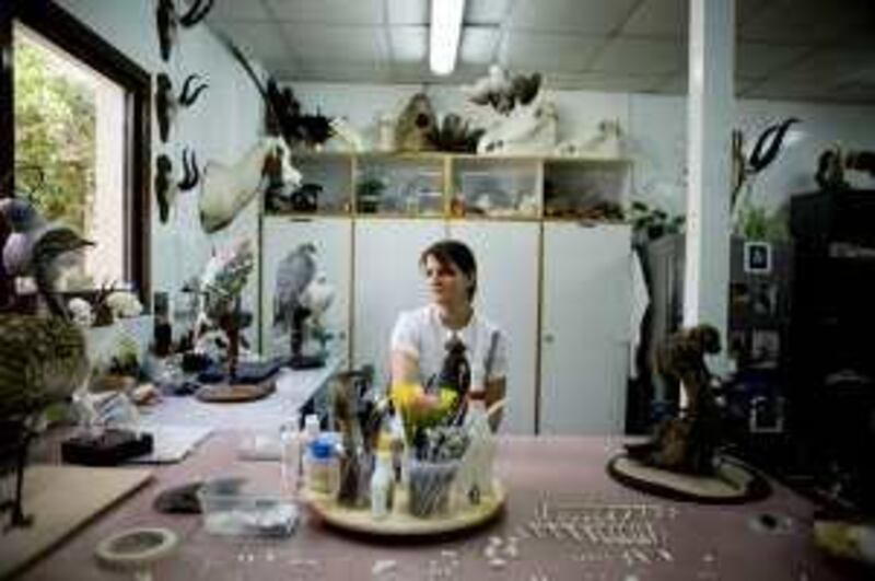 Dubai - May 12, 2010: Corina Berners, head taxidermist at the taxidermy centre at the Central Veterinary Research Laboratory. Lauren Lancaster / The National