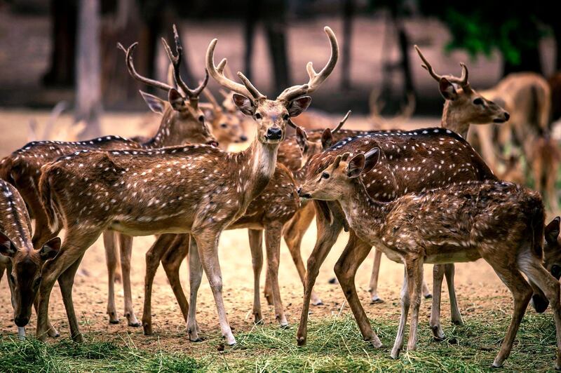 A group of Whitetail Deer (Odocoileus virginianus) is seen at the zoo in Culiacan, Sinaloa state, Mexico. AFP