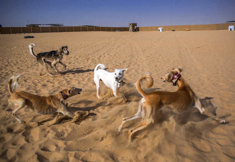Bark Park, the first dogs-only park in Dubai, was set up to allow Salukis and other dogs to run safely off their leads.  Victor Besa for The National