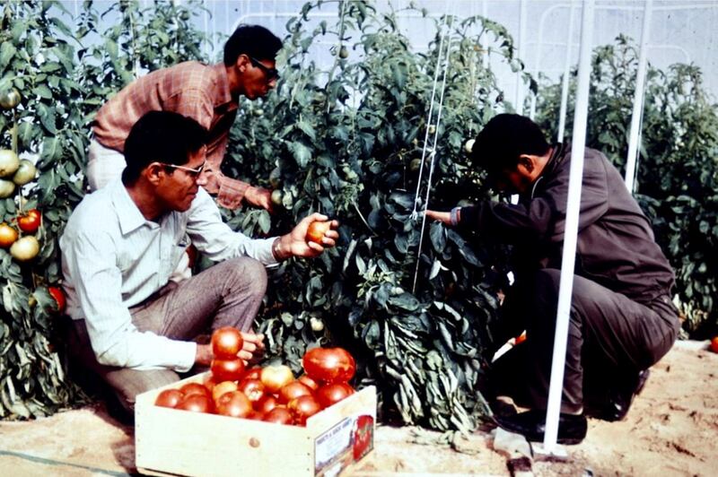 Tomatoes grown in the greenhouses on Saadiyat. Courtesy Merle Jensen/University of Arizona