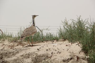 Houbara Protected Area, located in the Al Dhafra region, is one of the areas covered by the new policy. Photo: EAD