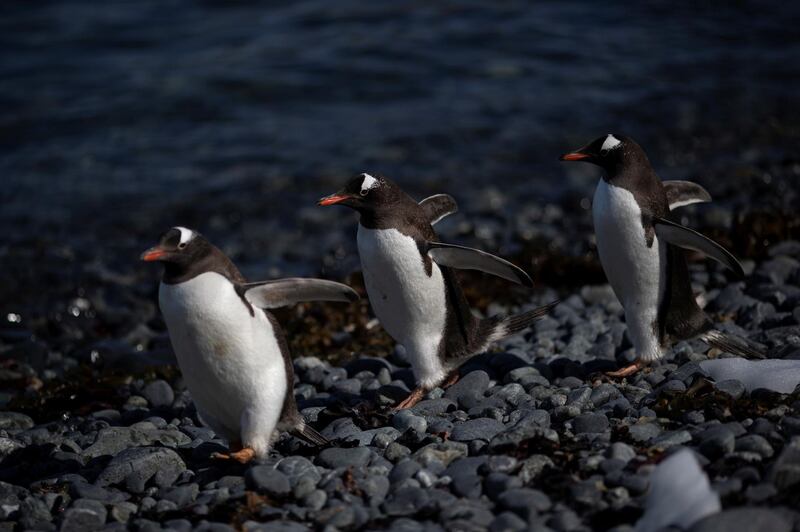 A group of gentoo penguins walk along Quentin Point, Anvers Island, Antarctica. REUTERS