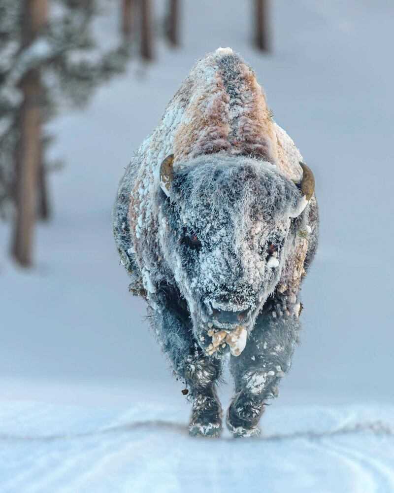 'Frosty Bison', Laura Hedien: 'We were touring the west side of [Yellowstone National] Park. It was a very cold sunrise, the coldest of the week so far. It was near zero degrees Fahrenheit. We came around the corner in our snow coach and saw this magnificent bison just sauntering down the road as if they owned the Park and they do! Keeping the required distance we hopped out, grabbed some photos, and quickly got back in the vehicle and watched as she/he walked about five feet right past us. It was as if we were not even there. It certainly added to the ghost-like event.'