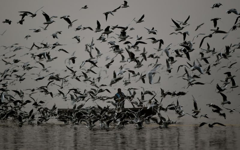 An Indian man feeds seagulls near the banks of the Yamuna River during a foggy morning in New Delhi. Hundreds of migratory birds from Siberia, southeast Asia and other parts of India congregate in the Indian capital during the winter months.  AFP
