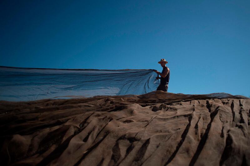 An employee gathers olives on a tarpaulin during the olive picking season in Antequera.   AFP