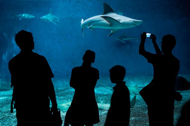 People take photographs of sharks in the Aquarium of Genoa. Marco Bertorello / AFP