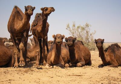 Visitors are encouraged to hug a camel for happiness at the Dubai Camel Farm, plus there's a petting zoo to be enjoyed. Unsplash