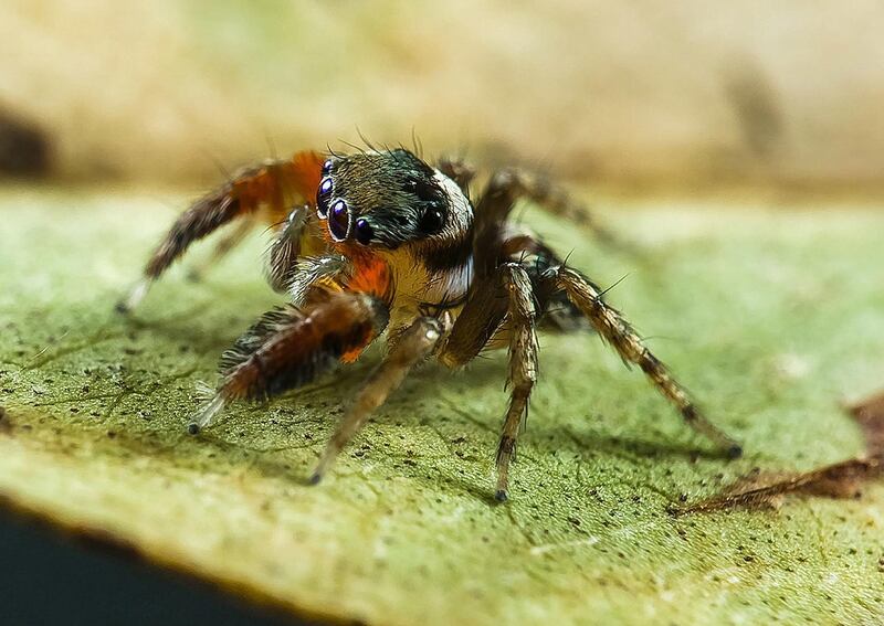 An undated handout photo made available by the Queensland Museum shows a new species of jumping spider named Jotus fortiniae, found on the Cape York Peninsula, Queensland, Australia.  EPA