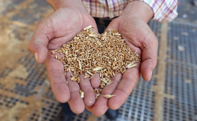 A man holds grains of wheat at the Banha grain silos, in Qalyubia Governorate.